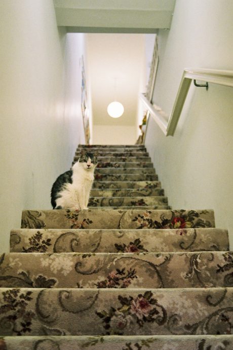 Mr-Kitly-(the-cat)-on-stairs