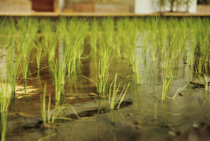 Employees and visitors to the building alike can observe the agricultural lifecycle of rice. Photo by Luca Vignelli.