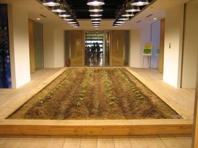 The start of the growing cycle - seedlings push through the earth of a planter bed on the building's main entrance level. Photo courtesy Pasona.