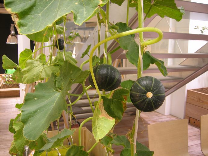 Hydroponic pumpkins and a variety of other fruits and vegetables drape the walls, roofs and railings of the Pasona building. Photo courtesy Pasona.