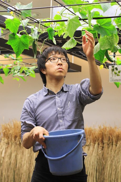 A Pasona Nouentai staffer tends to cucumber vines. Photo by Ben Davis.