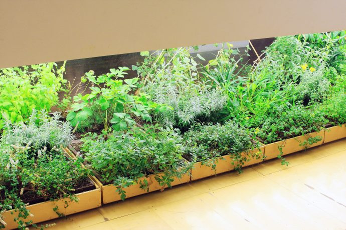 Boxes of verdant herbs at Pasona. Photo by Ben Davis.