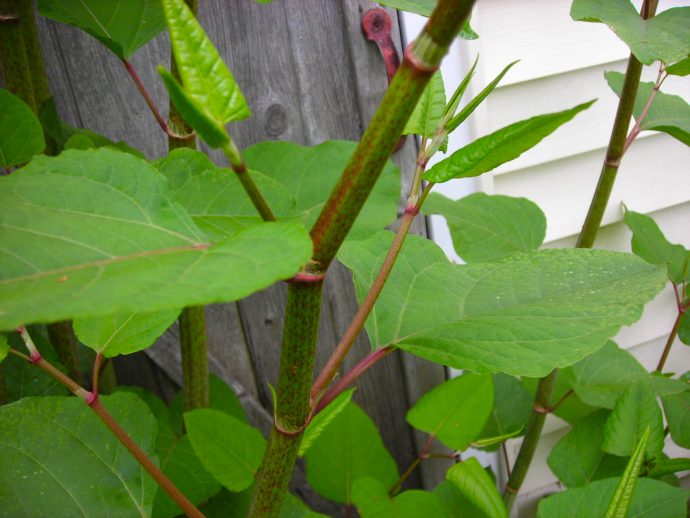 Knotweed