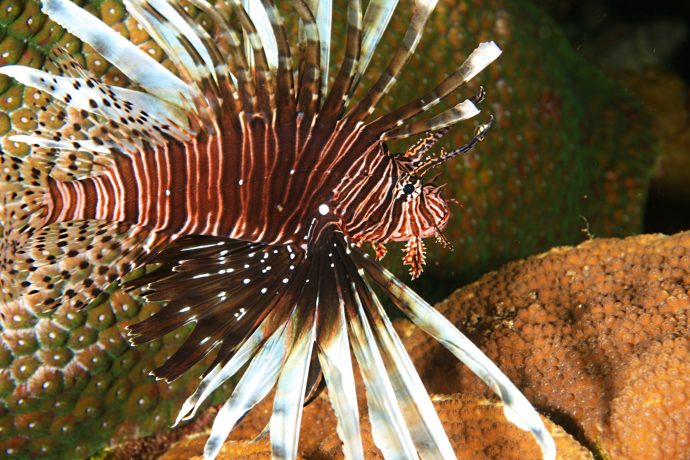 lionfish