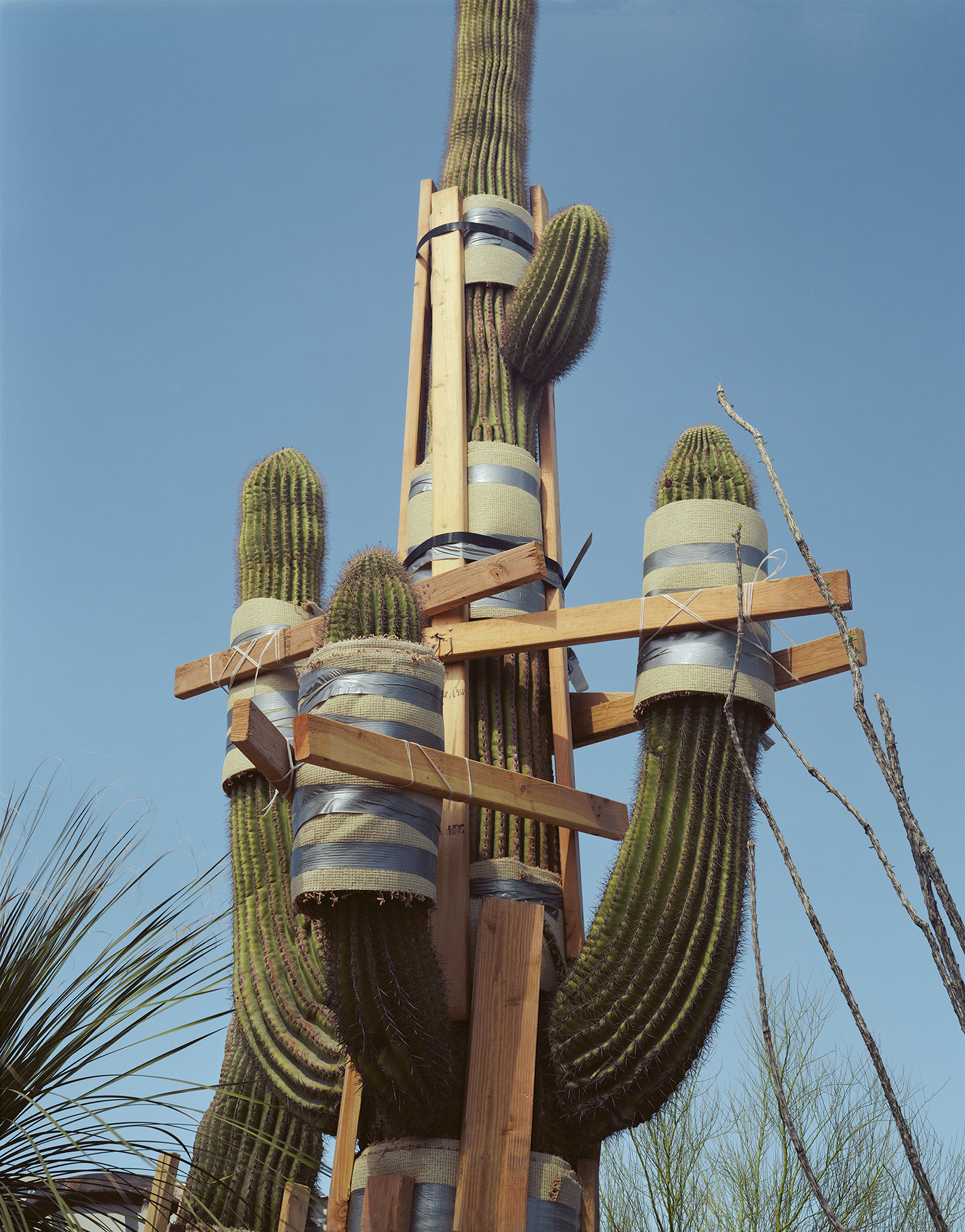 natal_future-perfect_saguaro-wrapped-1_2000px