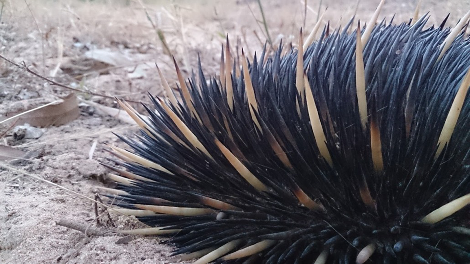 Mr-Spiky-The-Oasis-Doongmabulla-Springs-2000x1124