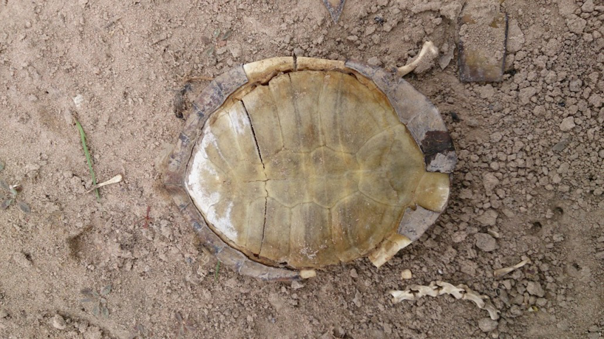 Shell-Bygana-Lagoon-2000x1124