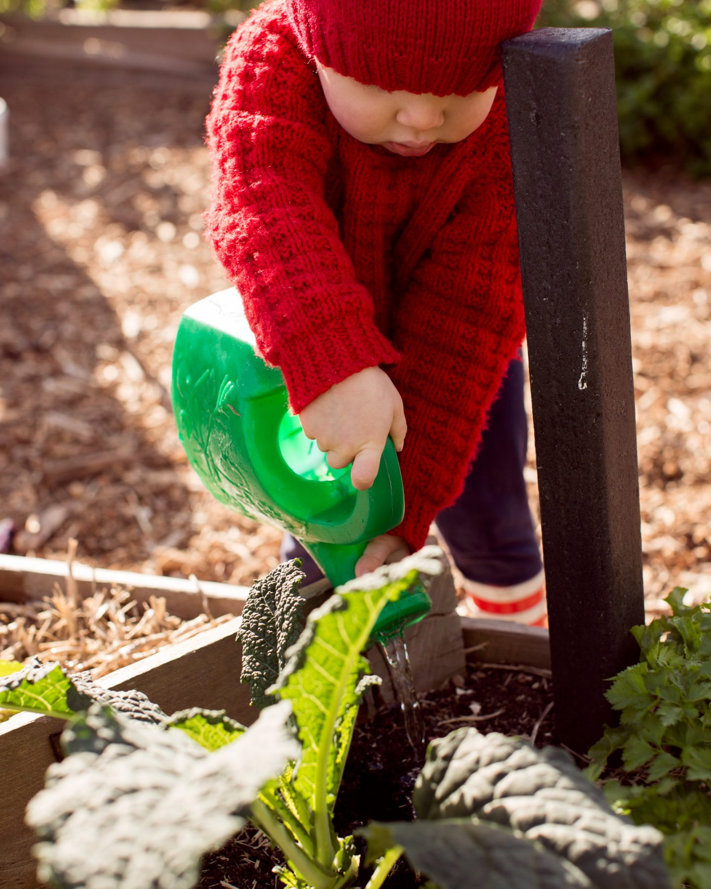 Spring gardening image