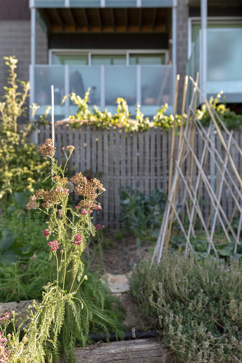 Housing Co-operative Murundaka showcases how transformative change is possible in the suburbs of Melbourne | Communal garden with wooden fence in the sun | Co-op living Australia | cohousing collective | Photography by Jasmine Fisher | edited by Jana Perković | Assemble Papers