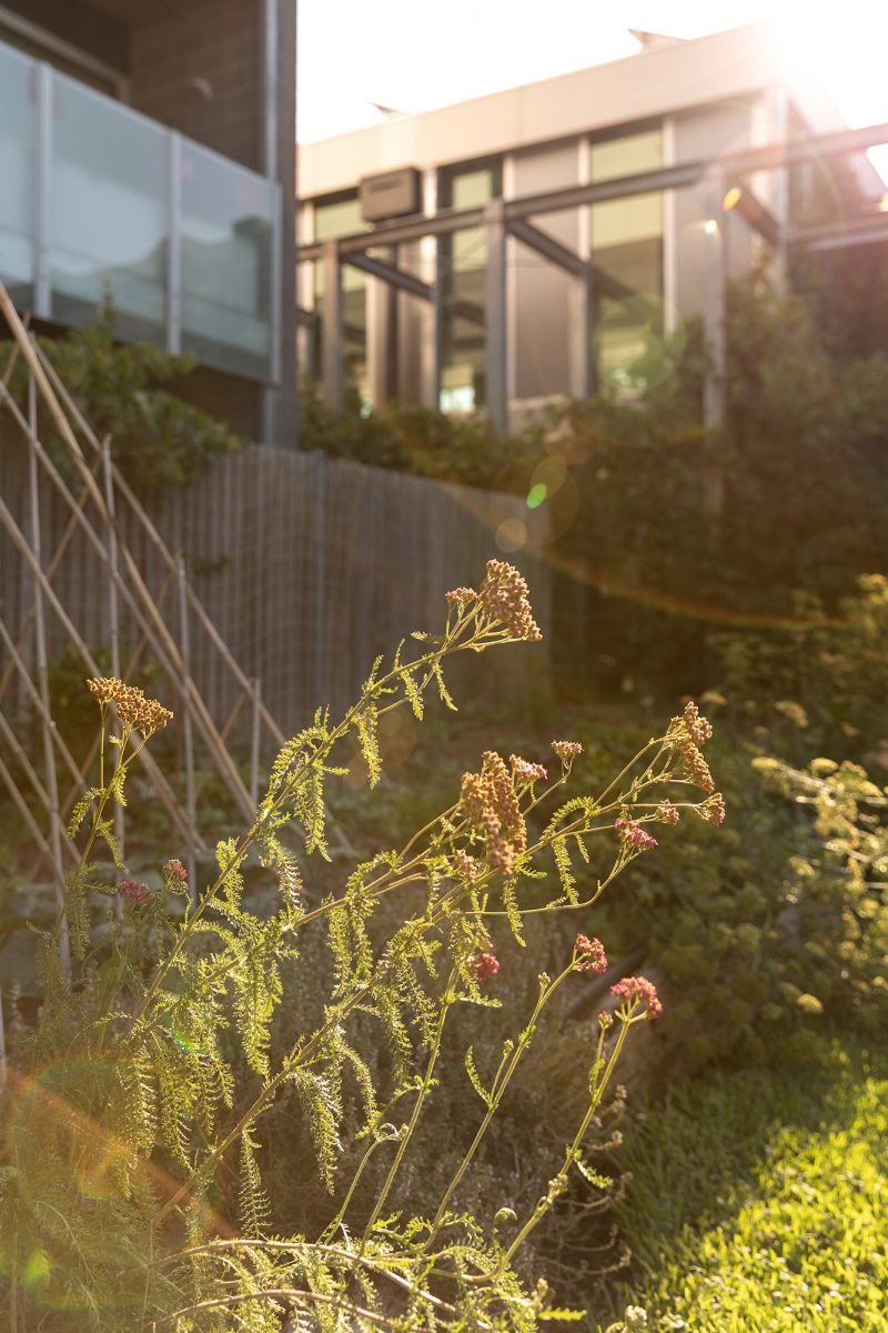 Housing Co-operative Murundaka showcases how transformative change is possible in the suburbs of Melbourne | The sun setting on communal garden flowers green and pink, orange light | cohousing collective | Photography by Jasmine Fisher | edited by Jana Perković | Assemble Papers