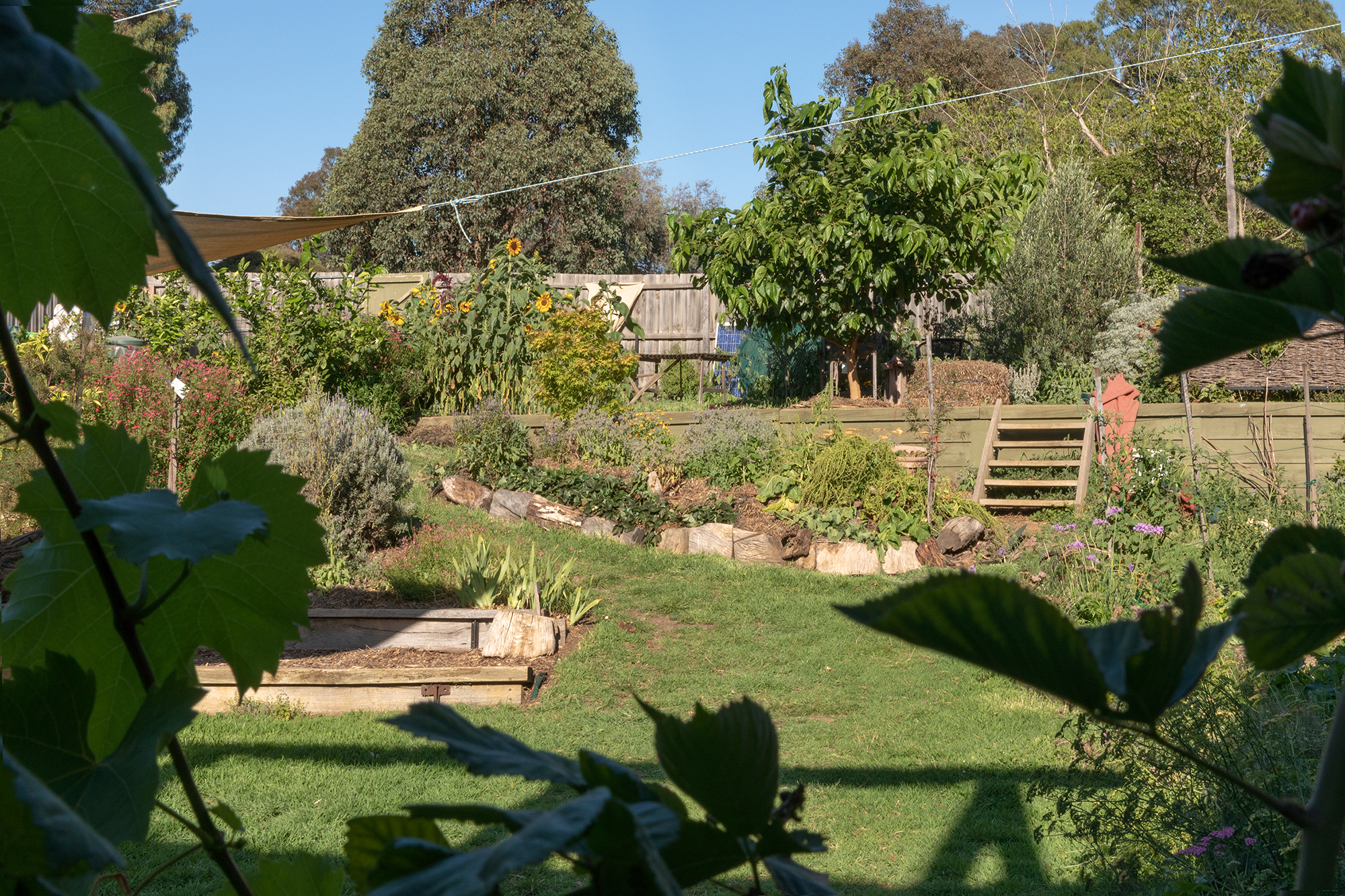 Housing Co-operative Murundaka showcases how transformative change is possible in the suburbs of Melbourne | Large communal garden with sunflowers, garden beds, flowers, wooden stairs, vines and trees | Co-op living Australia | cohousing collective | Photography by Jasmine Fisher | edited by Jana Perković | Assemble Papers 